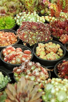 Beautiful Succulents for sale at the market