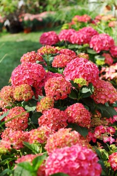 Beautiful flowerbed in the garden or park