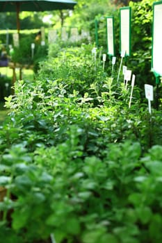 Herbs on the market for sale
