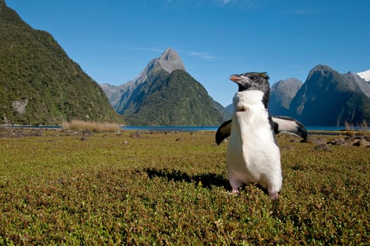 Little penguin at Milford Sound