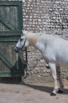 White horse standing waiting to be fed