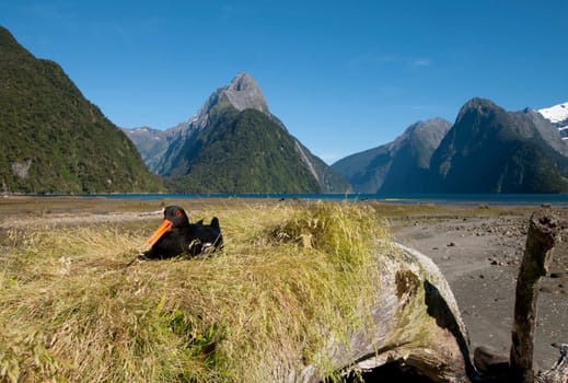 Oystercatcher at Milford Sound