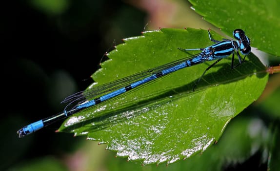 Horseshoe Damselfly [Coenagrion puella]