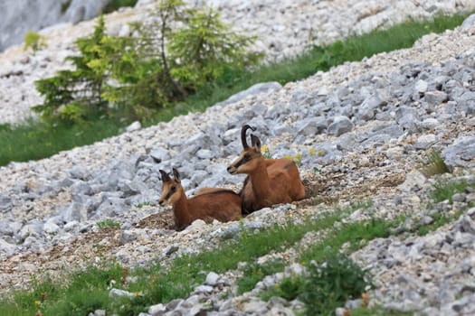 rocky mountain she-goat with a kid in Piatra Craiului Mountains, Romania