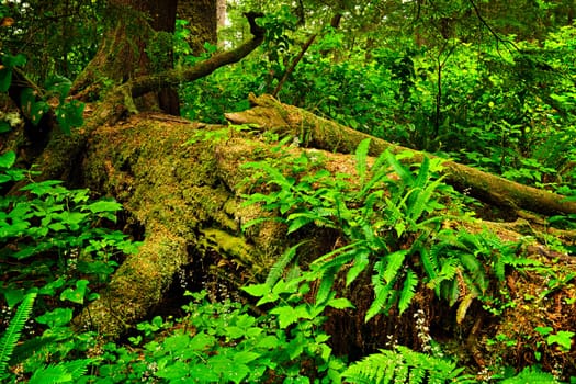 Lush foliage on fallen tree in temperate rain forest. Pacific Rim National Park, British Columbia Canada