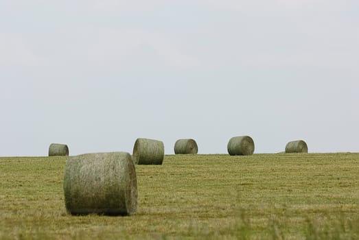 haymaking