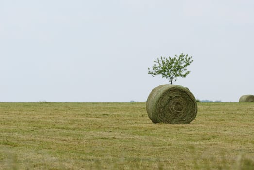 haymaking