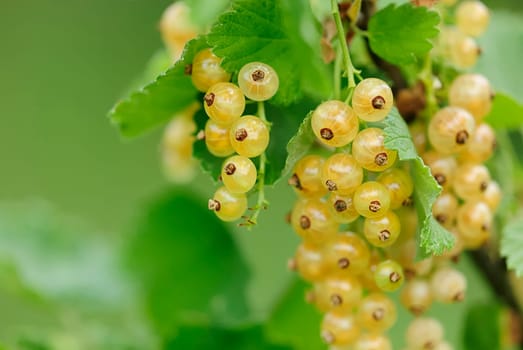 currants