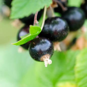 currants