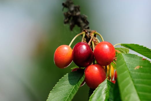 Sweet cherries