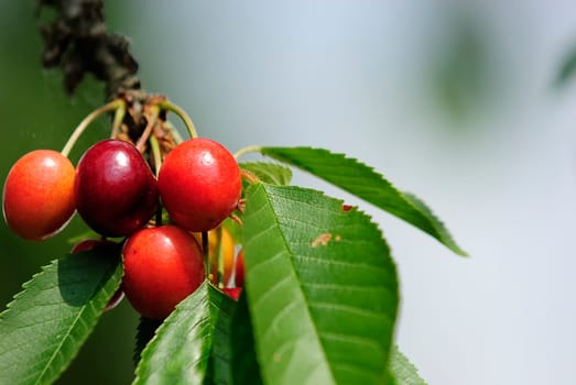 Sweet cherries