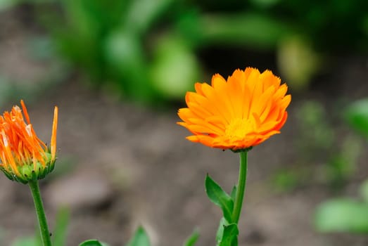 marigold