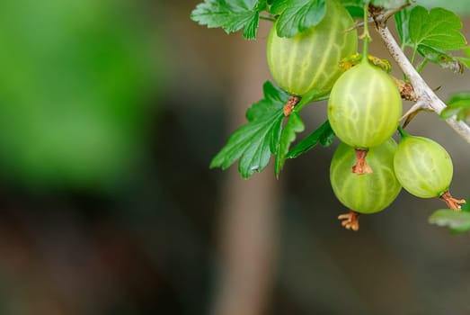 gooseberry