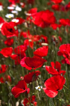 Poppies