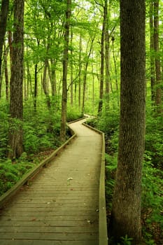 a Wooden bridge through the forest