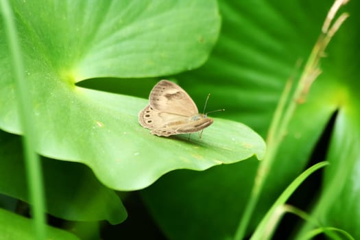 A Appalachian brown butterfly on swamp plants