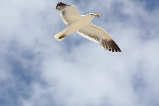 Flying South African Seagull