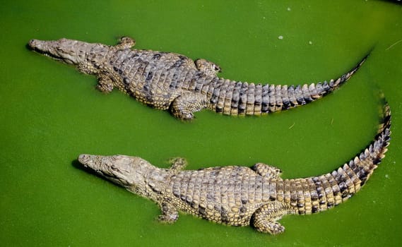 Two crocodiles swimming side by side in the water