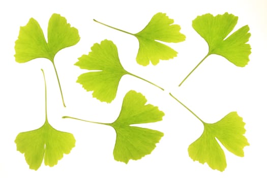 Ginkgo Leaves