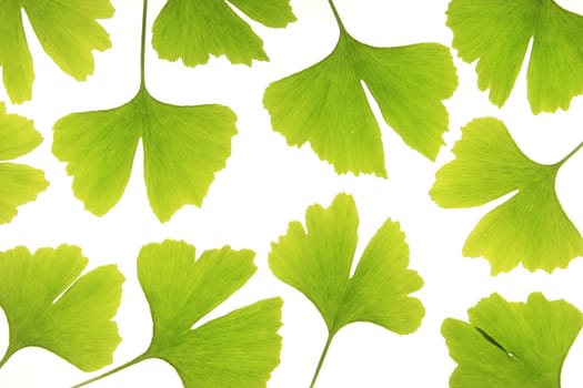 Ginkgo Leaves