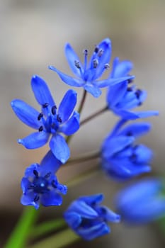 spring flower blue snowdrop in the forest