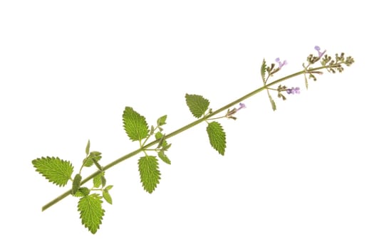 Catmint