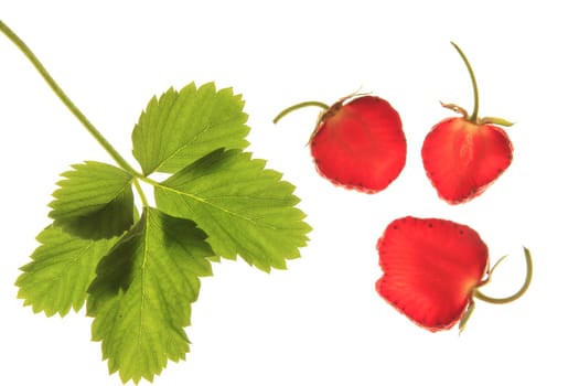 Fruit and leaf of strawberry