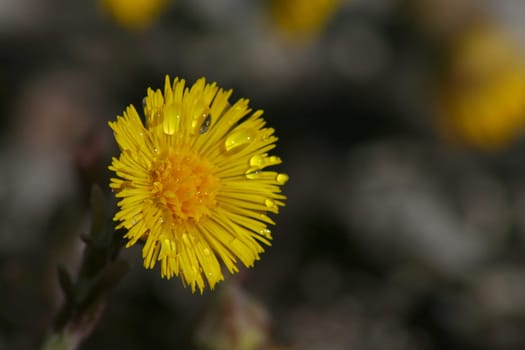 Coltsfoot