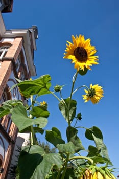 Bright sunflowers in summer