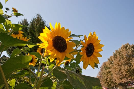 Bright sunflowers in summer