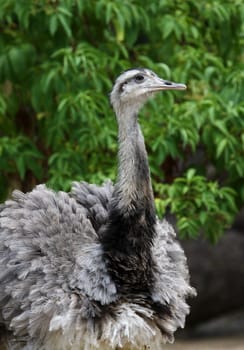 Greater rhea