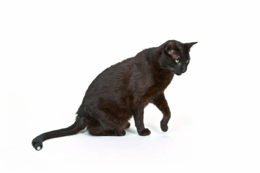 Black cat on white background