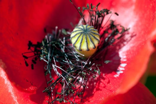 Poppy - Papaver - Macro image of the ovary