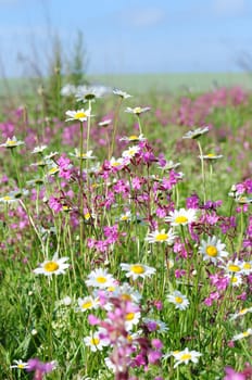 Flower meadow