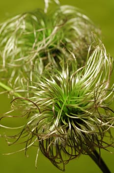 Clematis