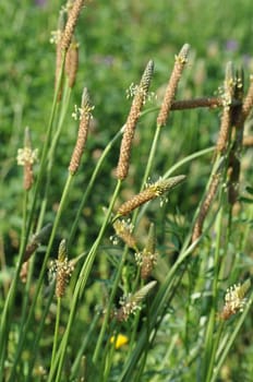 Grasses