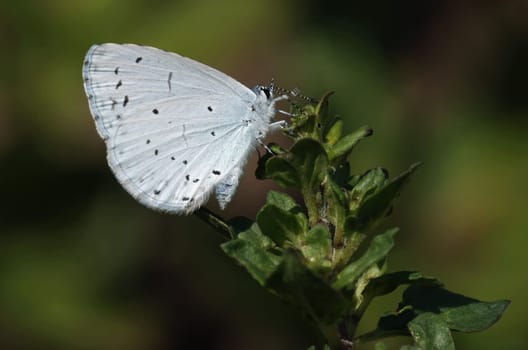 Holly blue
