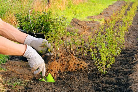 Planting a hedge 05