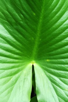 A Large swamp plant leaf background