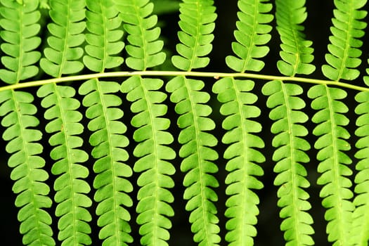 a Fern frond leaf background