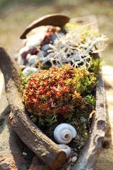 Beautiful Succulents implant in stony pot for balcony gardening