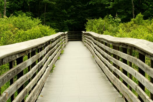 a Wooden bridge through the forest