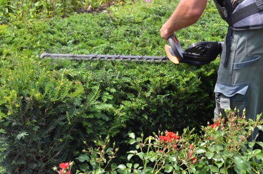 Trimming hedges
