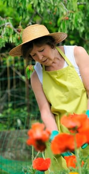 Senior woman pruning roses in her garden
