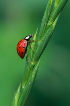 Ladybird