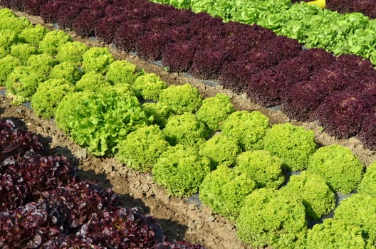 Leaf salads in the bed