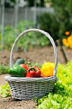 basket of vegetables and in a botanical garden