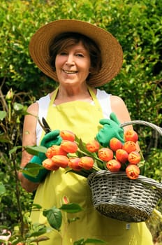 Senior woman pruning roses in her garden