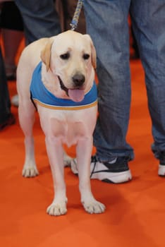 Seeing eye dog for disabled