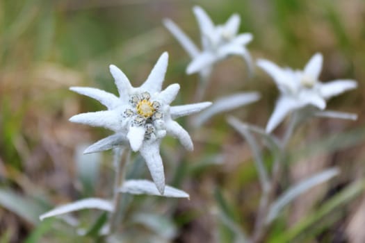 a bouquet of edelweiss near a mountain